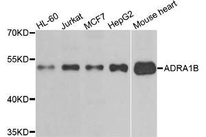 Western blot analysis of extracts of various cell lines, using ADRA1B antibody (ABIN5995390) at 1/500 dilution. (ADRA1B 抗体)