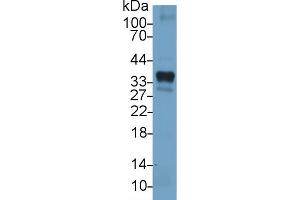 Detection of HO1 in Porcine Lung lysate using Polyclonal Antibody to Heme Oxygenase 1 (HO1) (HMOX1 抗体  (AA 61-172))