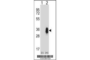 Western blot analysis of CD27 using rabbit polyclonal CD27 Antibody using 293 cell lysates (2 ug/lane) either nontransfected (Lane 1) or transiently transfected (Lane 2) with the CD27 gene. (CD27 抗体  (C-Term))