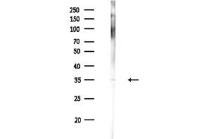 Western blot analysis of lysates from Mouse liver, using OR7C1 Antibody at 1/1000 dilution.