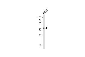 Western blot analysis of lysate from A431 cell line, using MUL1 Antibody (Center) (ABIN6244174 and ABIN6577579). (MUL1 抗体  (AA 176-210))