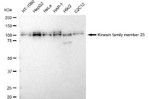 Western blotting analysis using Kinesin family member 23 antibody (ABIN7799204). (Recombinant KIF23 抗体)