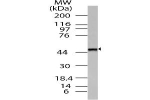 Image no. 1 for anti-Thyrotropin-Releasing Hormone Receptor (TRHR) (AA 180-398) antibody (ABIN5027593) (TRHR 抗体  (AA 180-398))