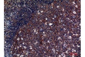 Immunohistochemistry (IHC) analysis of paraffin-embedded Human Tonsils, antibody was diluted at 1:100. (GP5 抗体  (Internal Region))
