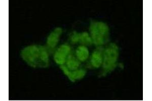 Immunocytochemistry (ICC) image for anti-Geminin, DNA Replication Inhibitor (GMNN) antibody (ABIN1843722) (Geminin 抗体)