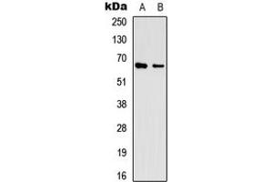 Western blot analysis of EIF3L expression in HEK293 (A), A431 (B) whole cell lysates. (EIF3L 抗体  (N-Term))