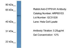 Western Blotting (WB) image for anti-Cytochrome P450, Family 51, Subfamily A, Polypeptide 1 (CYP51A1) (N-Term) antibody (ABIN2788354)