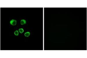 Immunofluorescence (IF) image for anti-Olfactory Receptor, Family 8, Subfamily U, Member 1 (OR8U1) (AA 158-207) antibody (ABIN2891060) (OR8U1 抗体  (AA 158-207))
