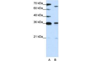 Western Blotting (WB) image for anti-PR Domain Containing 13 (PRDM13) antibody (ABIN2461914) (PRDM13 抗体)