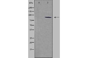 Western blot analysis of extracts from HepG2 cells using CDH15 antibody. (CDH15 抗体  (N-Term))