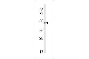 Western blot analysis of KMO Antibody (Center) (ABIN652604 and ABIN2842406) in CEM cell line lysates (35 μg/lane). (KMO 抗体  (AA 155-182))