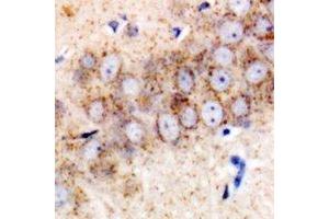 Immunohistochemical analysis of TMP21 staining in mouse brain formalin fixed paraffin embedded tissue section. (TMED10 抗体)