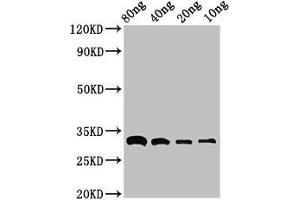Western Blot Positive WB detected in Recombinant protein All lanes: bla antibody at 3 μg/mL Secondary Goat polyclonal to rabbit IgG at 1/50000 dilution Predicted band size: 33 kDa Observed band size: 33 kDa (Bla (AA 29-291) 抗体)