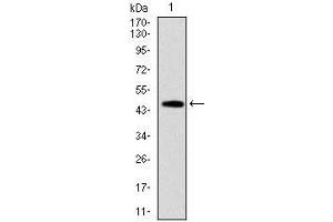Western blot analysis using FAS mAb against human FAS (AA: 87-278) recombinant protein. (FAS 抗体)