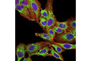 Immunofluorescence analysis of SK-OV-3 cells using PLD2 mouse mAb (green). (Phospholipase D2 抗体  (AA 834-933))