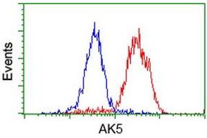 Flow cytometric Analysis of Hela cells, using anti-AK5 antibody (ABIN2453862), (Red), compared to a nonspecific negative control antibody, (Blue). (Adenylate Kinase 5 抗体)