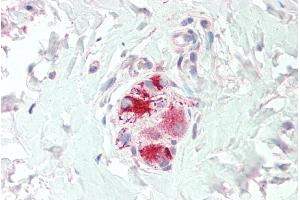 ABIN334447 (5µg/ml) staining of paraffin embedded Human Colon. (Neurturin 抗体  (C-Term))