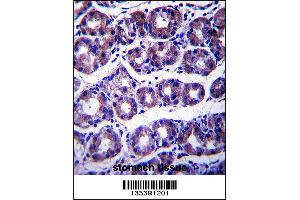 SLC41A2 Antibody immunohistochemistry analysis in formalin fixed and paraffin embedded human stomach tissue followed by peroxidase conjugation of the secondary antibody and DAB staining.