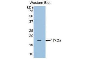 Western Blotting (WB) image for anti-Brain-Derived Neurotrophic Factor (BDNF) (AA 128-243) antibody (ABIN3209751) (BDNF 抗体  (AA 128-243))