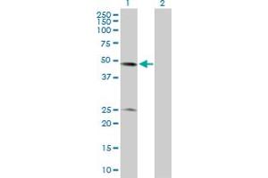 Western Blot analysis of BXDC2 expression in transfected 293T cell line by BXDC2 MaxPab polyclonal antibody. (BRIX1 抗体  (AA 1-353))