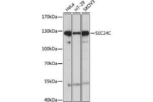Western blot analysis of extracts of various cell lines, using SEC24C antibody (ABIN6133406, ABIN6147488, ABIN6147489 and ABIN6214985) at 1:1000 dilution. (SEC24C 抗体  (AA 915-1094))