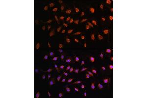Immunofluorescence analysis of L929 cells using STK38 antibody (ABIN6132692, ABIN6148616, ABIN6148617 and ABIN6224215) at dilution of 1:100. (STK38 抗体  (AA 1-200))