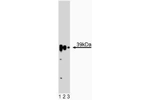 Western blot analysis of STRAP on rat brain lysate. (STRAP 抗体  (AA 42-154))