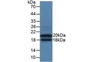 Western blot analysis of recombinant Mouse IL3Ra. (IL3RA 抗体  (AA 167-331))