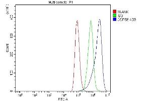 anti-COP9 Constitutive Photomorphogenic Homolog Subunit 5 (Arabidopsis) (COPS5) (AA 8-334) antibody