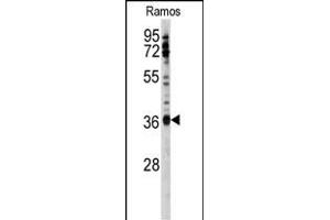 Western blot analysis of anti-U2AF1 Antibody (Center S70) (ABIN389304 and ABIN2839424) in Ramos cell line lysates (35 μg/lane). (U2AF1 抗体  (AA 55-83))