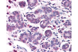 Anti-OSTC antibody IHC of human breast. (OSTC 抗体  (N-Term))