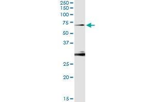 Immunoprecipitation of OXSR1 transfected lysate using anti-OXSR1 monoclonal antibody and Protein A Magnetic Bead , and immunoblotted with OXSR1 MaxPab rabbit polyclonal antibody. (OXSR1 抗体  (AA 351-450))