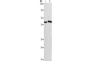 Western Blotting (WB) image for anti-Cholinergic Receptor, Nicotinic, alpha 2 (Neuronal) (CHRNA2) antibody (ABIN2432844) (CHRNA2 抗体)