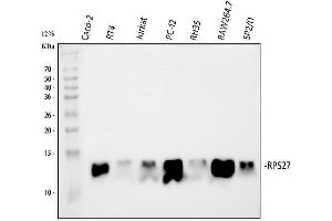 Western blot analysis of MPS1/RPS27 using anti-MPS1/RPS27 antibody (ABIN4886714).