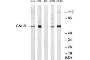 Western blot analysis of extracts from 293/HeLa/HT-29 cells, using GNL3L Antibody. (GNL3L 抗体  (AA 71-120))