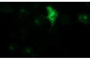 Anti-LGR5 mouse monoclonal antibody (ABIN2454613) immunofluorescent staining of COS7 cells transiently transfected by pCMV6-ENTRY LGR5 (RC212825). (LGR5 抗体  (AA 250-550))