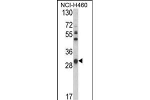 Western blot analysis of GSTO1 Antibody (Center) (ABIN389475 and ABIN2839537) in NCI- cell line lysates (35 μg/lane). (GSTO1 抗体  (AA 126-155))