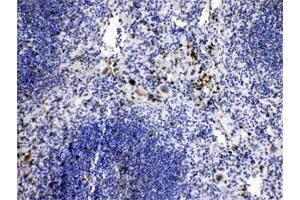 IHC testing of FFPE mouse spleen tissue with CASP8 antibody at 1ug/ml. (Caspase 8 抗体  (AA 410-449))