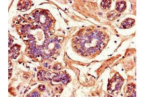 Immunohistochemistry of paraffin-embedded human testis tissue using ABIN7159976 at dilution of 1:100 (ERK2 抗体  (AA 133-316))