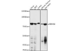 Western blot analysis of extracts of various cell lines, using RBM14 antibody (ABIN1682490, ABIN3018905, ABIN3018906, ABIN5664767 and ABIN6220620) at 1:1000 dilution. (RBM14 抗体  (AA 1-99))