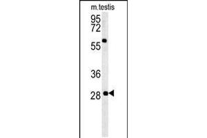 Western blot analysis in mouse testis tissue lysates (35ug/lane). (GSTO2 抗体  (AA 82-110))