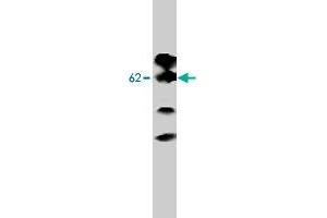 Western blot analysis of Adra2b expression in MDCK cells transfected to produce Adra2b protein with Adra2b monoclonal antibody, clone 5G10. (ADRA2B 抗体  (Intracellular))