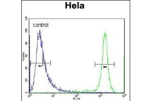 DRG1 Antibody (C-term) (ABIN656551 and ABIN2845813) flow cytometric analysis of Hela cells (right histogram) compared to a negative control cell (left histogram). (DRG1 抗体  (C-Term))