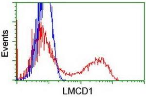 HEK293T cells transfected with either RC200062 overexpress plasmid (Red) or empty vector control plasmid (Blue) were immunostained by anti-LMCD1 antibody (ABIN2454754), and then analyzed by flow cytometry. (LMCD1 抗体)