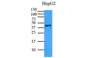 Western Blotting (WB) image for anti-Mitogen-Activated Protein Kinase 1 (MAPK1) (AA 1-360), (N-Term) antibody (ABIN492383) (ERK2 抗体  (N-Term))
