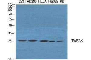 Western Blot (WB) analysis of specific cells using TWEAK Polyclonal Antibody. (TWEAK 抗体  (Internal Region))