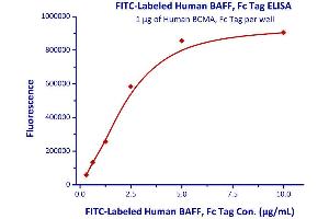 Binding Studies (Bind) image for Tumor Necrosis Factor Receptor Superfamily, Member 17 (TNFRSF17) (AA 1-54) (Active) protein (Fc Tag) (ABIN2180644)