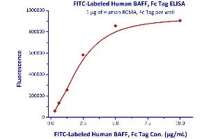 Immobilized Human BCMA, Fc Tag  with a linear range of 0. (BCMA Protein (AA 1-54) (Fc Tag))