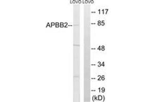 Western blot analysis of extracts from LOVO cells, using APBB2 Antibody. (APBB2 抗体  (AA 471-520))