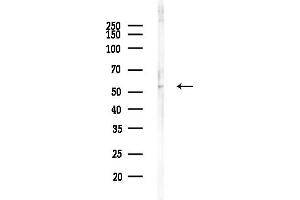 Western blot analysis of lysates from Mouse brain, using PPP2R5C Antibody at 1/1000 dilution.